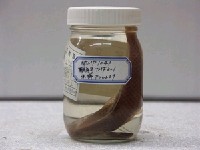 藏品(日本擬隆頭魚)的圖片
